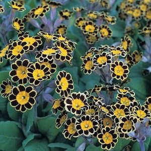 Pierwiosnek ogrodowy- Primula polyantha 'Gold Lace'