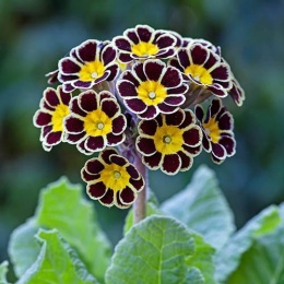 Pierwiosnek ogrodowy- Primula polyantha 'Gold Lace' (W)