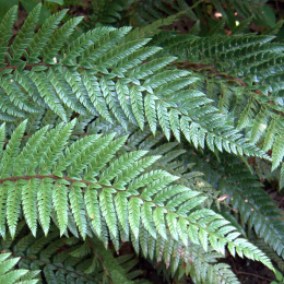 Polystichum makinoi - Paprotnik Makino (p9)