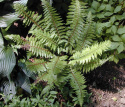 Polystichum makinoi - Paprotnik Makino (p9)