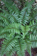 Polystichum makinoi - Paprotnik Makino (p9)