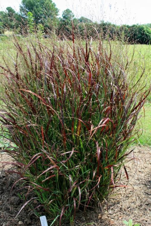 Proso rózgowate- Panicum virgatum 'Hot Rod'