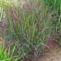 Proso rózgowate- Panicum virgatum 'Hot Rod'