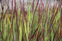 Proso rózgowate- Panicum virgatum 'Hot Rod'