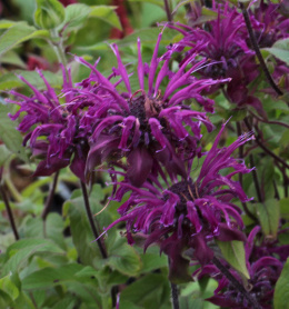 Pysznogłówka- Monarda 'Westacre Purple' (p9)