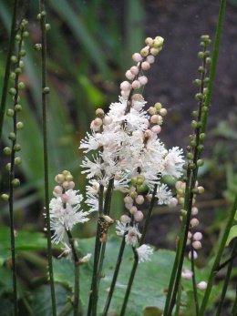 Świecznica- Cimicifuga acerina 'Compacta'