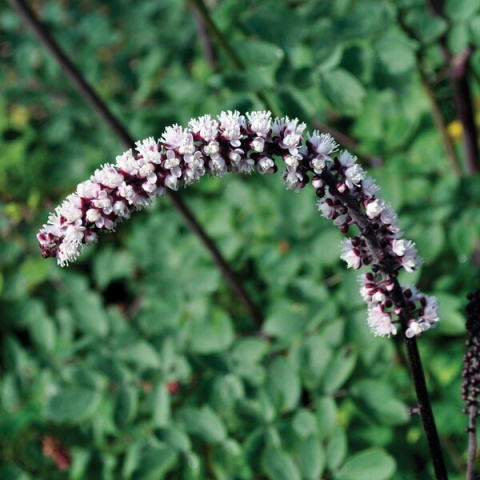 Świecznica 'Pink Spike' (p9)