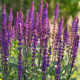 Szałwia- Salvia 'Caradonna'