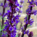 Szałwia- Salvia 'Caradonna'