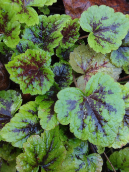 Tiarella 'Appalachian Trail' (p9)