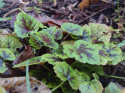 Tiarella 'Appalachian Trail' (p9)