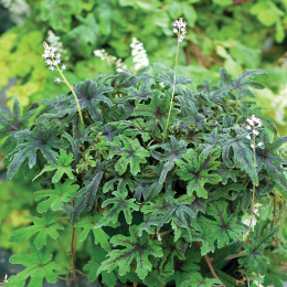 Tiarella 'Cascade Creeper' (p9)