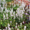 Tiarella 'Cascade Creeper' (p9)