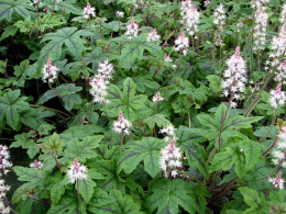 Tiarella 'Happy Trails' (p9)