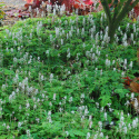 Tiarella 'Happy Trails' (p9)