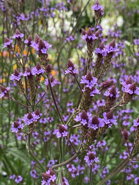 Werbena- Verbena mcdougalii "Lavender Spires"