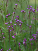 Werbena- Verbena mcdougalii "Lavender Spires"