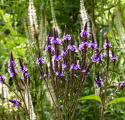 Werbena- Verbena mcdougalii "Lavender Spires"