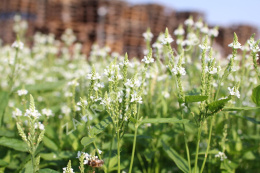 Werbena oszczepowata - Verbena hastata Whire Spires