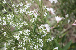 Werbena oszczepowata - Verbena hastata White Spires (p9)