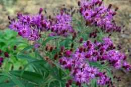 Wernonia włosiasta- Vernonia crinita 'Betty Blindeman'