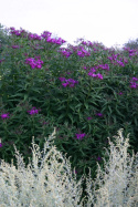 Wernonia włosiasta- Vernonia crinita 'Betty Blindeman'