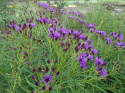 Wernonia włosiasta- Vernonia crinita 'Betty Blindeman'