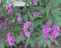 Wernonia włosiasta- Vernonia crinita 'Betty Blindeman'