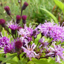 Wernonia włosiasta- Vernonia crinita 'Betty Blindeman' (p9)