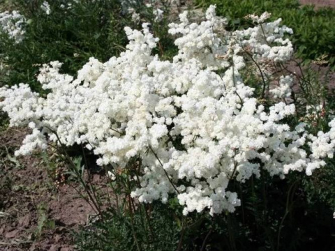 Wiązówka- Filipendula vulgaris 'Plena'