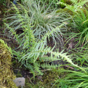 Zanokcica hebanowa- Asplenium ebenoides