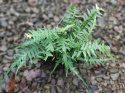 Zanokcica hebanowa- Asplenium ebenoides