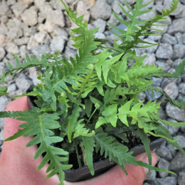 Zanokcica hebanowa- Asplenium ebenoides