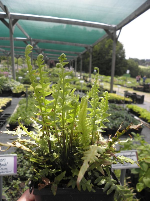 Zanokcica hebanowa- Asplenium ebenoides Zanokcica hebanowa- Asplenium ebenoides