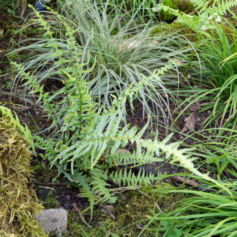 Zanokcica hebanowa- Asplenium ebenoides Zanokcica hebanowa- Asplenium ebenoides