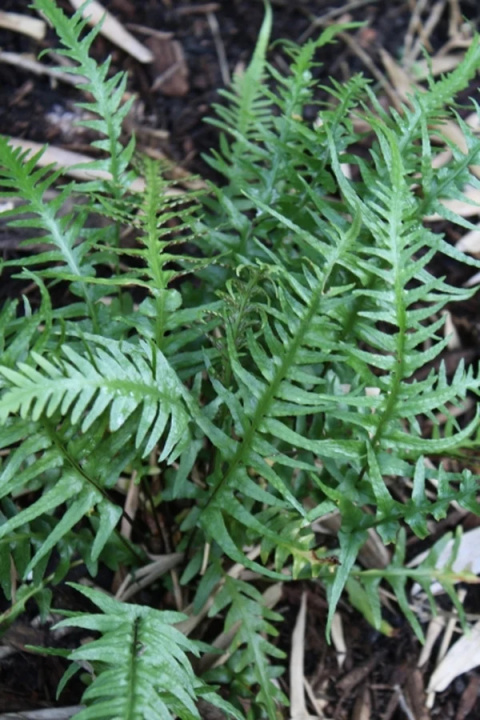 Zanokcica hebanowa- Asplenium ebenoides Zanokcica hebanowa- Asplenium ebenoides