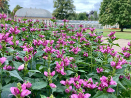 Żółwik ukośny- Chelone oblique 'Pink Turtle' (p9)