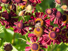 Dzielżan- Helenium 'Ruby Tuesday'