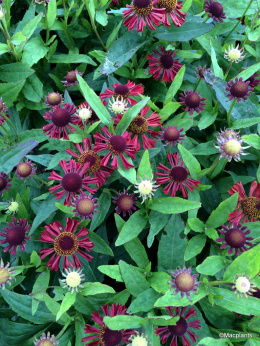 Dzielżan- Helenium 'Ruby Tuesday'