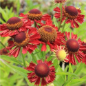 Dzielżan- Helenium 'Ruby Tuesday'