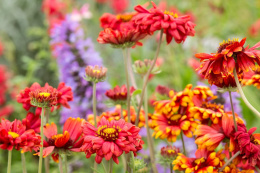 Gailardia- Gaillardia 'Mesa Red'