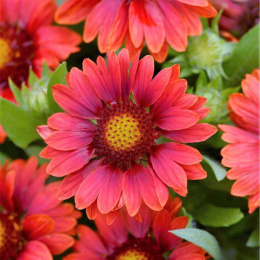 Gailardia- Gaillardia 'Mesa Red' (p9)