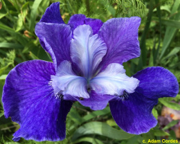 Irys- Iris sibirica 'Regency Belle'