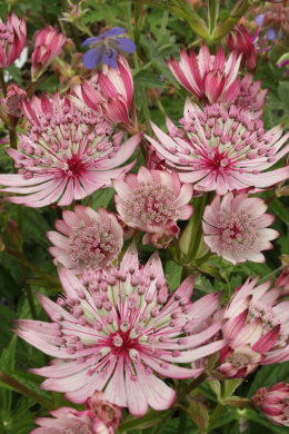 Jarzmianka- Astrantia major 'Sparkling Stars Pink' ® (p9)