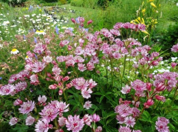 Jarzmianka- Astrantia major 'Sparkling Stars Pink' ®