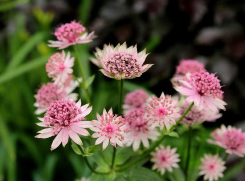 Jarzmianka- Astrantia major 'Sparkling Stars Pink' ® Jarzmianka- Astrantia major 'Sparkling Stars Pink' ®