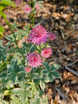 Jarzmianka- Astrantia major 'Star of Magic' ®