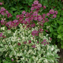 Jarzmianka- Astrantia major 'Star of Magic' ®