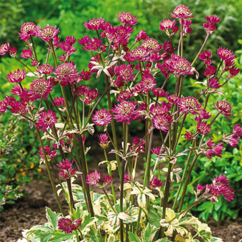 Jarzmianka- Astrantia major 'Star of Magic' ® Jarzmianka- Astrantia major 'Star of Magic' ®