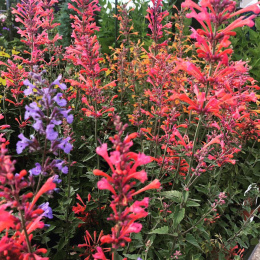 Kłosowiec- Agastache 'Kudos Coral' ® (p9)